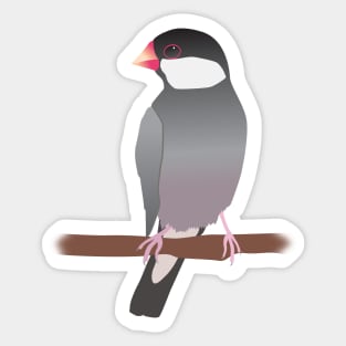 Java sparrow Sticker